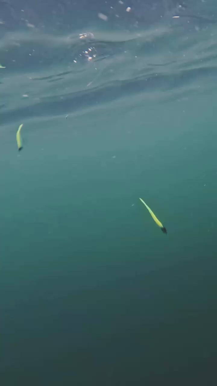 Toppies - Tungsten  Double Dart 5g + 7g